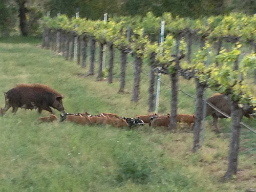 Wild Pigs!