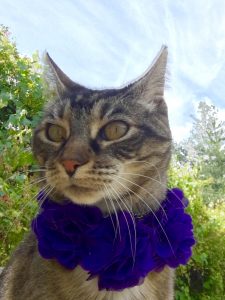 Prince Superfan